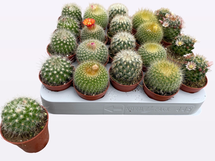 <h4>CACTUS GEM</h4>