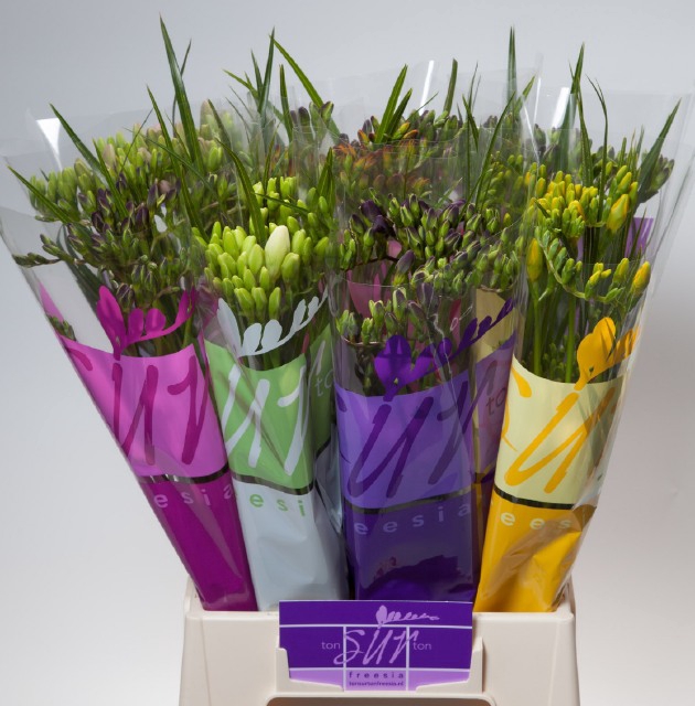 <h4>FR EINF MIX CONT x10</h4>