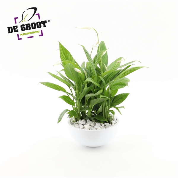 <h4>Arrangement Spathiphyllum "Bertoni" in schaal</h4>