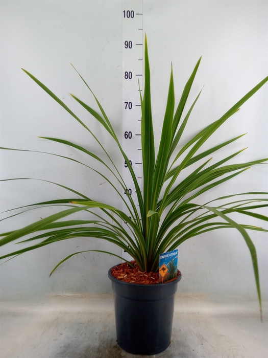 <h4>Cordyline indivisa 'Peko'</h4>