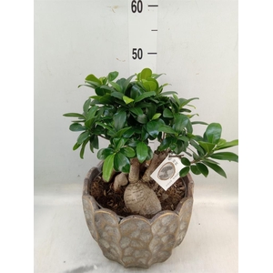 Ficus microcarpa 'Ginseng'