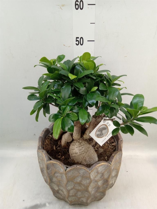 <h4>Ficus microcarpa 'Ginseng'</h4>