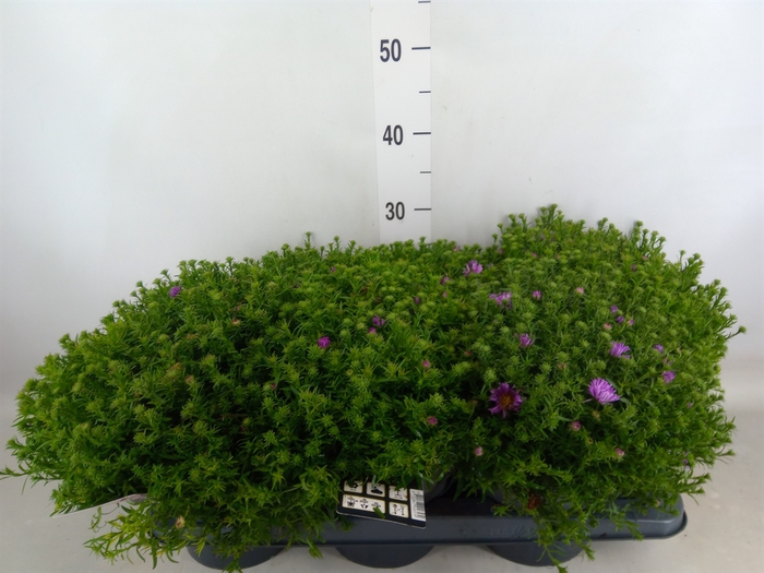<h4>Aster   ...</h4>
