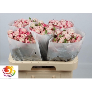 ROSA TR 'REFLEX'
