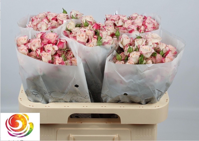 <h4>ROSA TR 'REFLEX'</h4>