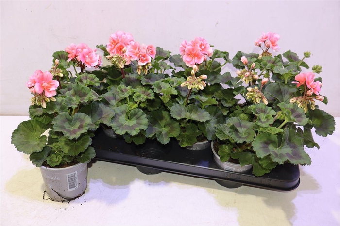 <h4>Pel Zon Montevideo</h4>