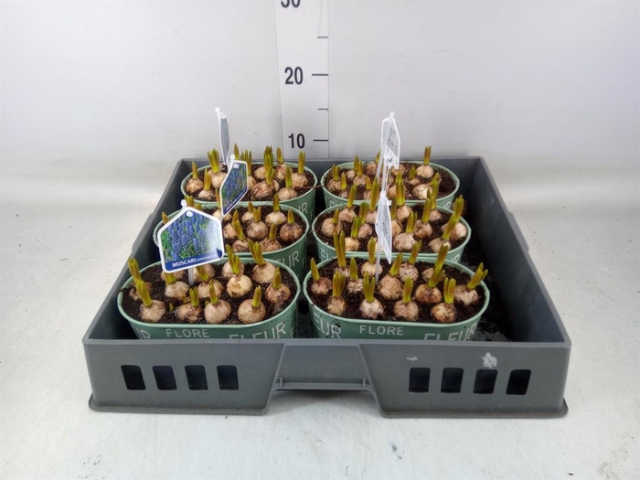 <h4>Arr. Muscari L%</h4>