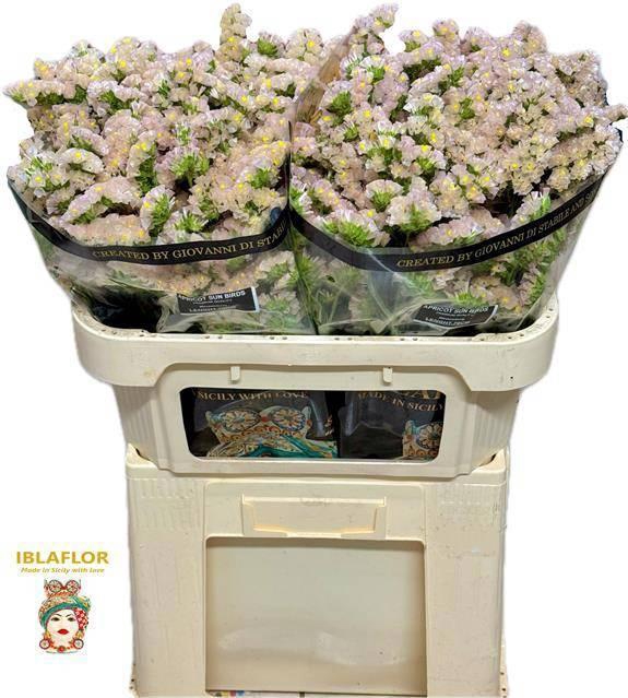 <h4>LIM S APRI SUN BIRDS</h4>