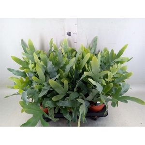 Phlebodium aureum 'Blue Star'