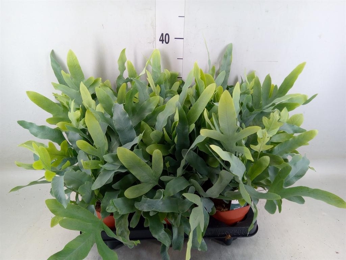 <h4>Phlebodium aureum 'Blue Star'</h4>