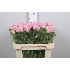 Camp M Pearl Pink (x60)