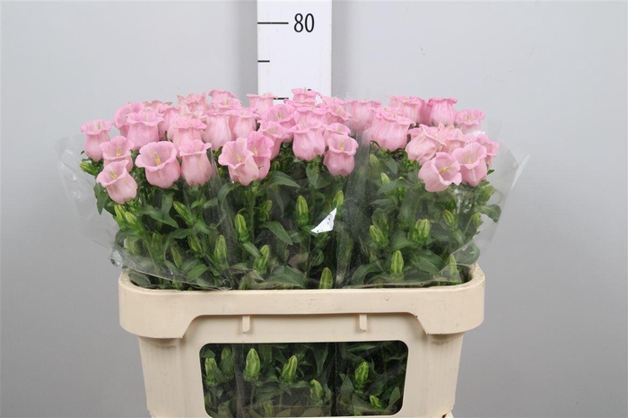 <h4>Camp M Pearl Pink</h4>