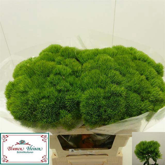 <h4>DI BARB GREEN WICKY</h4>
