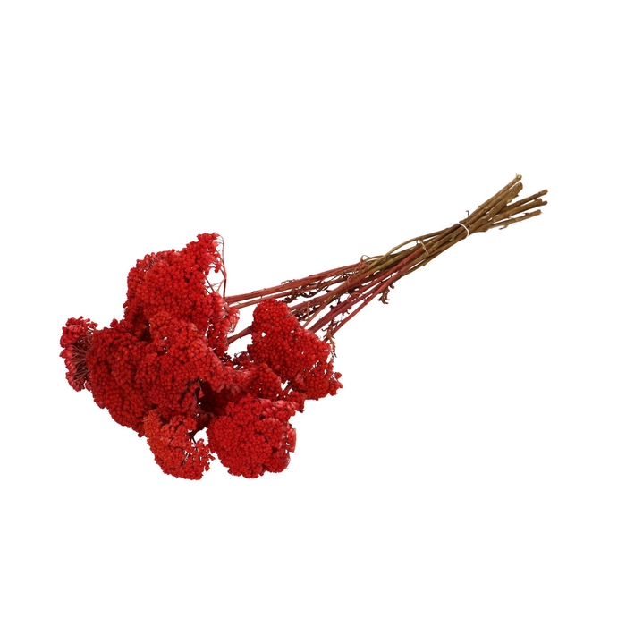 <h4>Dried flowers Achillea 65cm</h4>