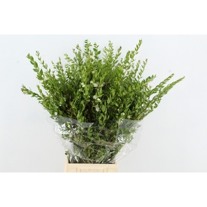MYRTUS COMMUNIS