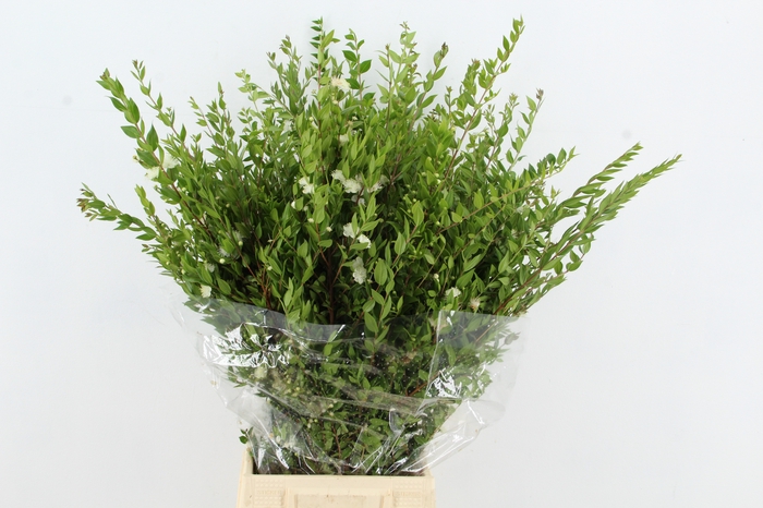 <h4>MYRTUS COMMUNIS</h4>