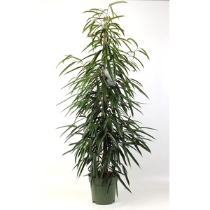 Ficus Alii