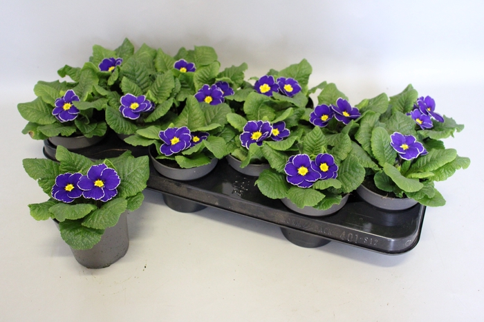 Primula acaulis Blue Rim