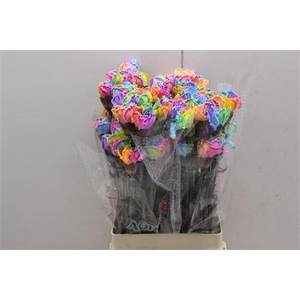 Di St Tainted Rainbow