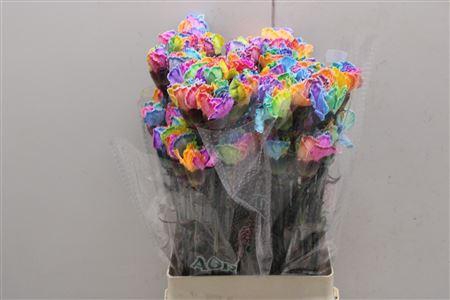 <h4>Di St Tainted Rainbow</h4>