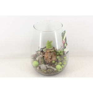 arr4 Amaryllis MB - Glas roma 285/5