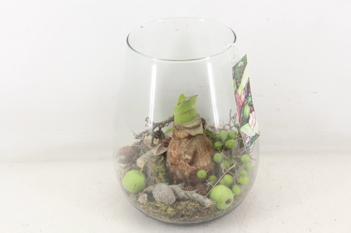 <h4>arr4 Amaryllis MB - Glas roma 285/5</h4>