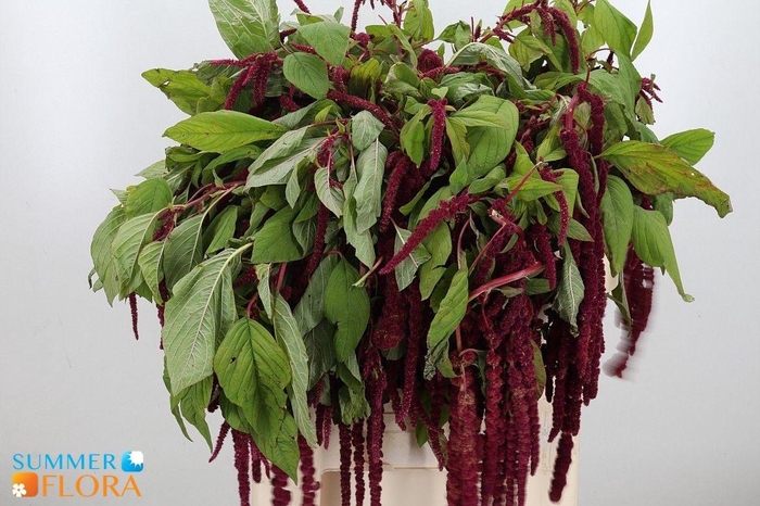 <h4>AMAR CA VIRIDIS</h4>