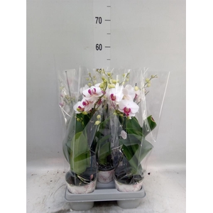 Phalaenopsis multi. 'FC Safe Haven'