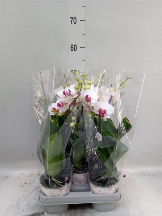 <h4>Phalaenopsis multi. 'FC Safe Haven'</h4>