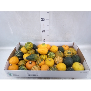 Cucurbita pepo 'Hard Warties' ..mix