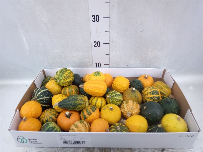 Cucurbita pepo 'Hard Warties' ..mix