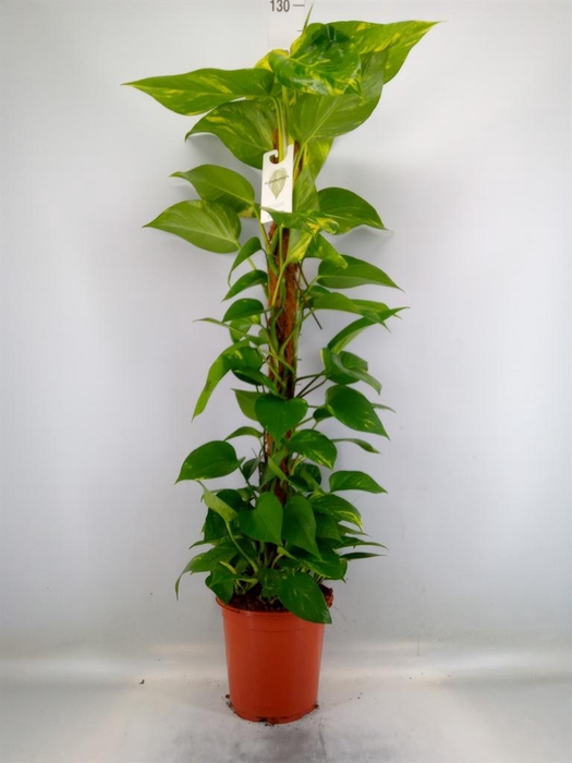 <h4>Epipremnum pinn.   ...moss stick</h4>