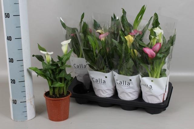 <h4>ZANT GEM 4 KL</h4>