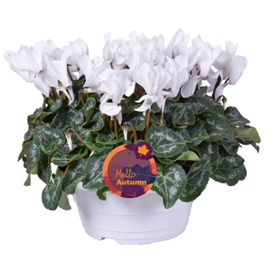 Cyclamen Ton sur Ton in witte schaal (3pp)