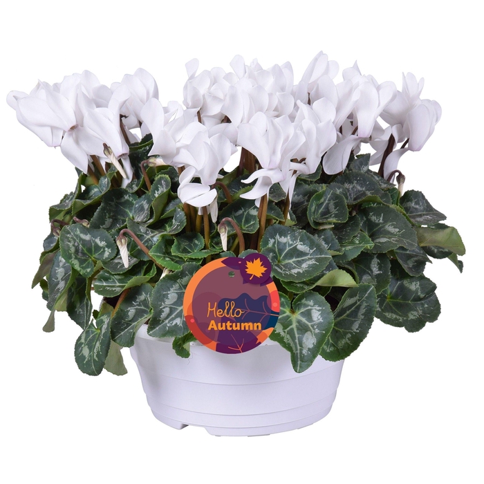<h4>Cyclamen Ton sur Ton in witte schaal (3pp)</h4>