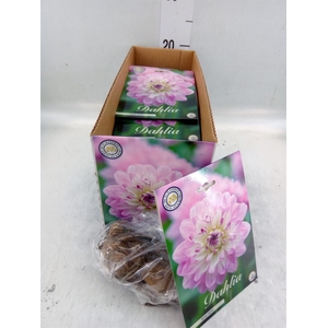 Dahlia   ...flowerbulbs