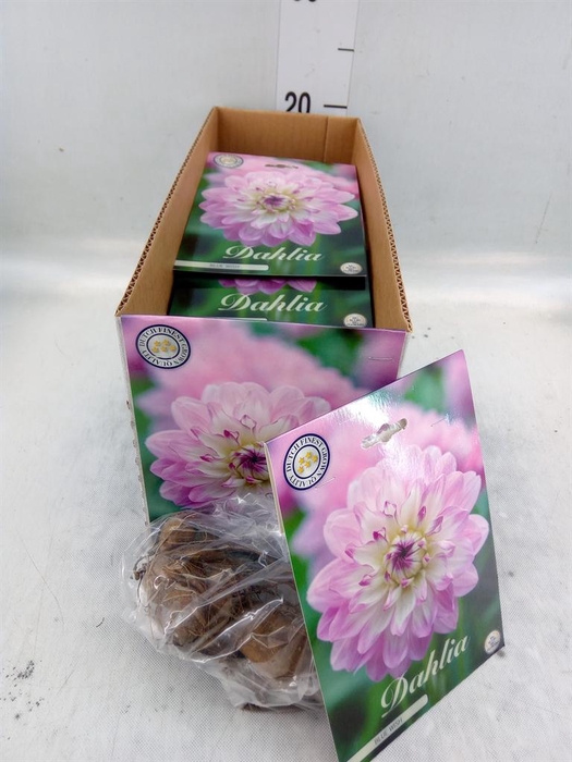 <h4>Dahlia   ...flowerbulbs</h4>