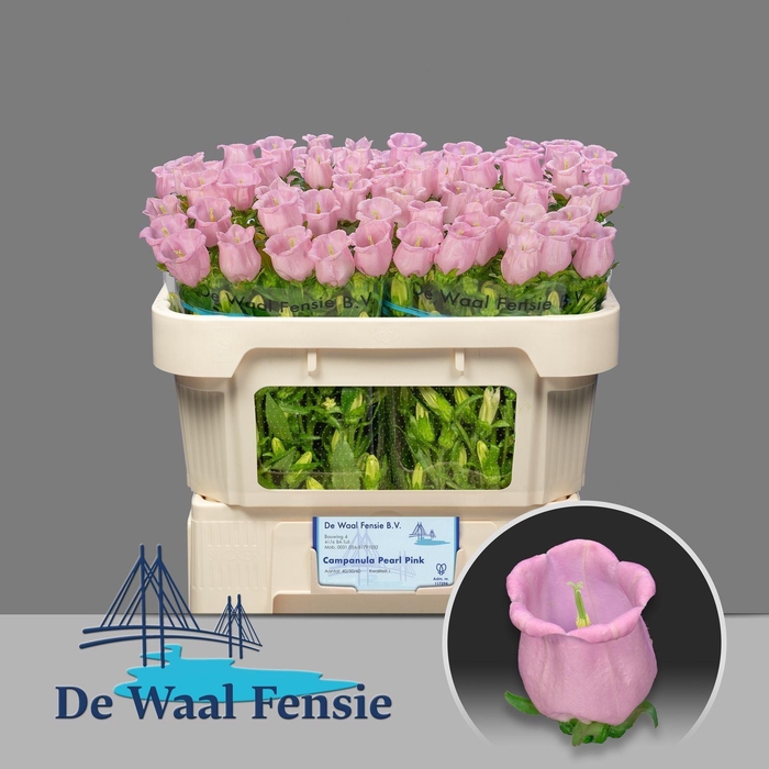 <h4>CAMP M PEARL PINK</h4>