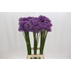 Allium Gladiator
