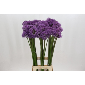 Allium Gladiator