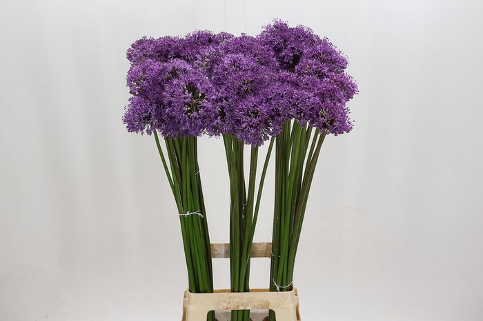 <h4>Allium Gladiator</h4>