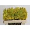 Kniphofia Sunningdale Yellow