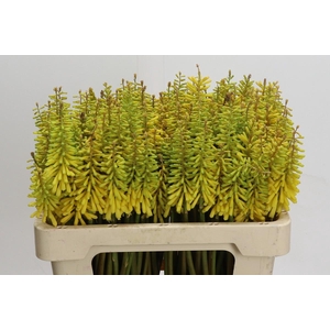 Kniphofia Sunningdale Yellow