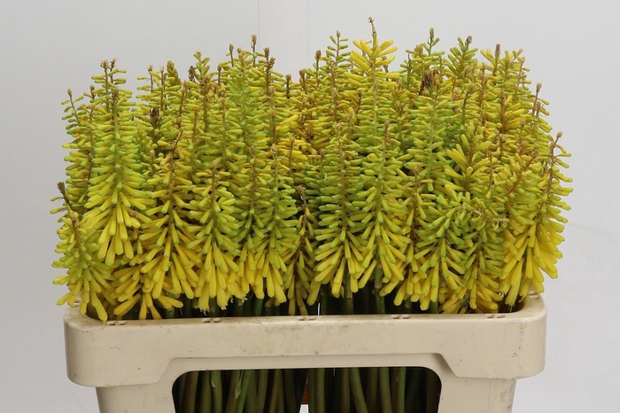 <h4>Kniphofia Sunningdale Yellow</h4>