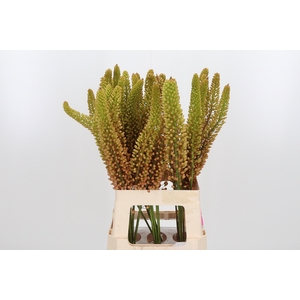 Eremurus Emmy Ro
