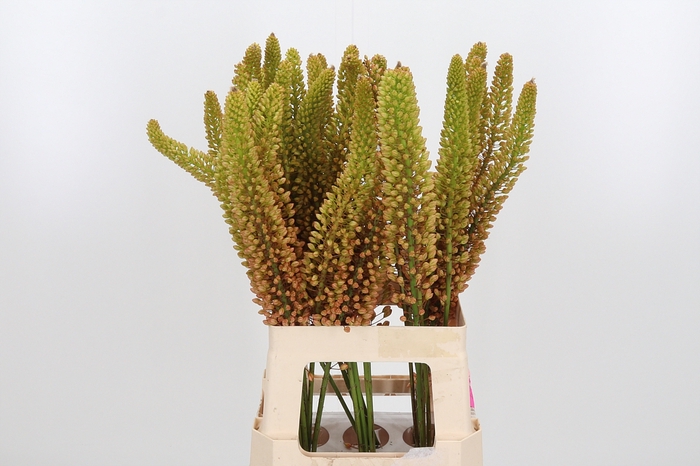 <h4>Eremurus Emmy Ro</h4>