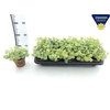 arr8 Sedum Si Mediovarieg