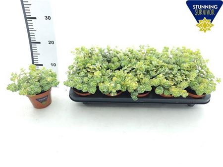 arr8 Sedum Si Mediovarieg