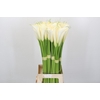Zantedeschia Eydolls White