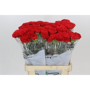 Dianthus St Arona
